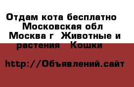 Отдам кота бесплатно. - Московская обл., Москва г. Животные и растения » Кошки   